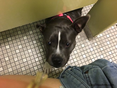 A gray dog with a big head and a white blaze down its head to its snout and white on the tip of her paw crawling under a bathroom stall looking up at the person on the toilet.