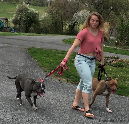 A girl with long blonde hair and a pink shirt walking two dogs, a gray pit bull and a red pit bull on leashes
