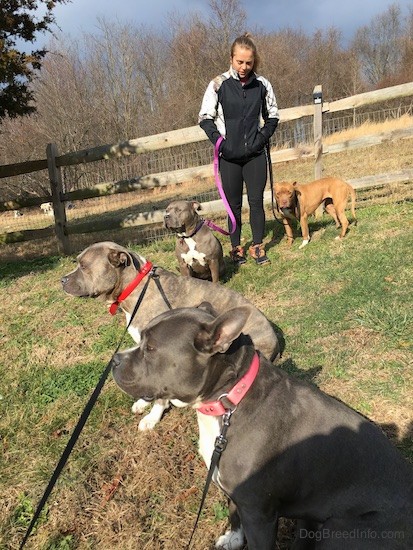 Four pit bull dogs on the side of a hill with a wooden split rail fence behind them. There is a girl dressed in black and gray holding the leashes of two of the dogs which are gray and white and red and white.