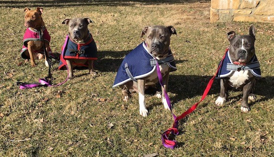 Four pit bull dogs all sitting down lined up in a row next to one another wearing coats with leashes attached but laying on the ground