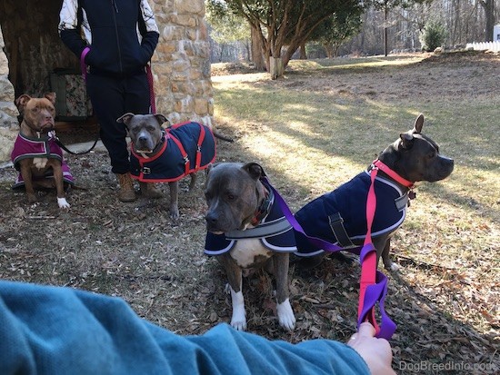 A red-nose pit bull sitting down in front of a stone building with a girl holding her leash and a blue nose pit bull standing to the right of them. In front of them are two sitting dogs, a blue nose brindle pit bull and a solid blue with white dog. All of the dogs are wearing winter jackets.