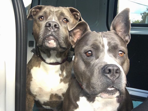 Front view of two alert looking pit bull dogs looking forward inside of an open car door.