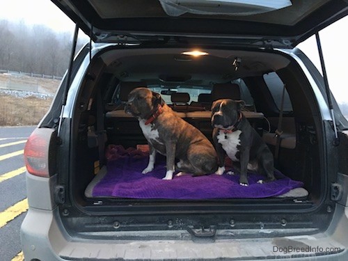 Two large breed dogs in the back of a gray toyota sequoia car with the back hatch open. The dogs are looking to the right and sitting on a purple towel.