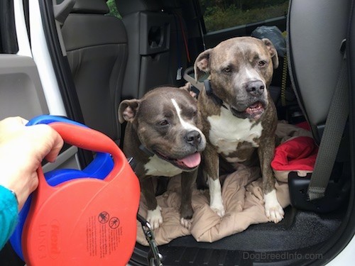 Two blue nose pit bull dogs inside of a Ford F350 truck on top of a blanket with the door open and a person holding two retractable leashes in front of them.