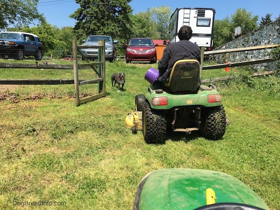 A man driving a green John Deere tractor through a gate with a second tractor behind him. There is a gray dog on the other side of the open gate watching.