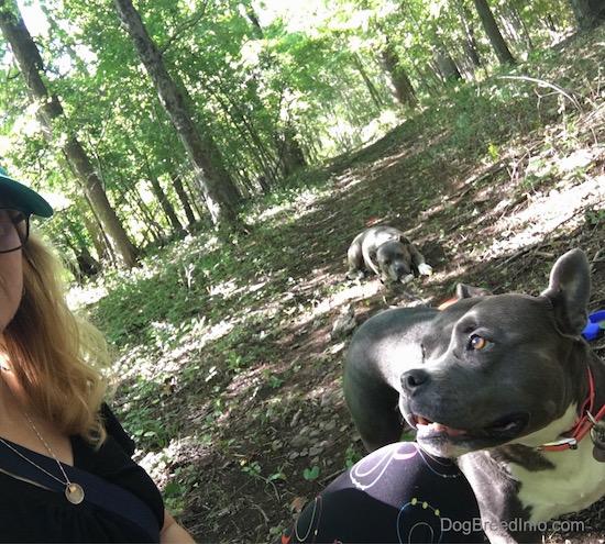 A girl taking a selfie in the woods with two gray dogs. One dog is right next to her and the other dog is laying down in the distance.