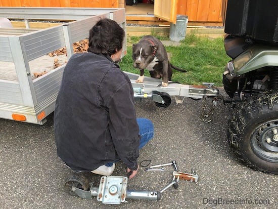 A man in a black shirt and blue jeans working on an aluminum trailer that is attached to a Honda side by side. There is a gray and white dog with her front paws up on the hitch looking at the man.