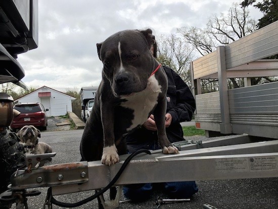A wide, thick, well muscled bully looking dog with her front paws up on an aluminum trailer that is attached to a Honda side by side. There is a man working behind her.