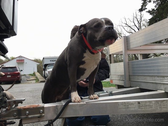 A wide, thick, well muscled bully looking dog in mid howl with her ears pinned back with her front paws up on an aluminum trailer that is attached to a Honda side by side. There is a man in a black shirt working behind her.