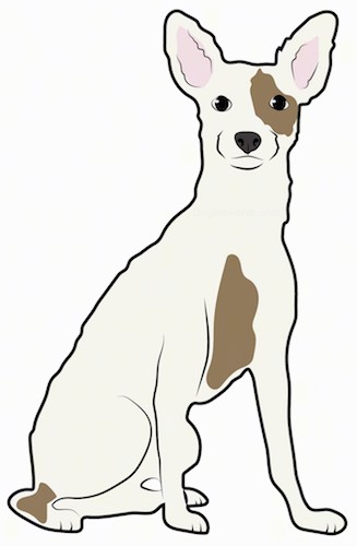 A drawing of the front view of a sitting medium sized, short coated, white and tan dog with large perk ears, a black nose and dark eyes.