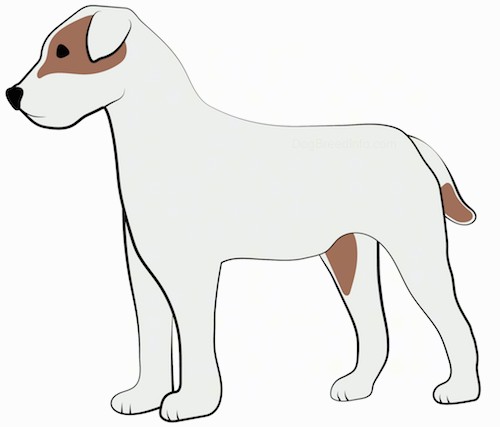 A drawing of the side view of a standing medium sized, short coated, white and tan dog with small fold over ears, a black nose and dark eyes.