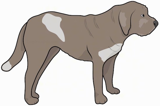 Side view drawing of a large, thick, muscular brown dog with extra skin, a long tail and ears that hang down to the sides, a wide thick muzzle, dark nose and dark eyes.