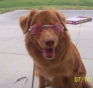 Front view of a rust orange colored dog with a brown nose sitting on concrete wearing pink sunglasses.
