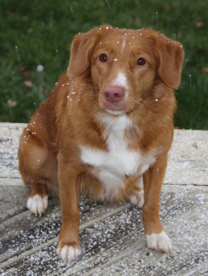 An overweight orange dog with white on her chest, muzzle and tips of her paws. Her brown eyes are wide and round. There is snow falling from the sky landing on the dog and on the wooden dock the dog is sitting on.