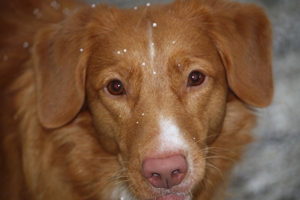 Front view of the head of an orange dog with a thick coat, a brown liver nose and almond shaped brown eyes. It is snowing on the dog.