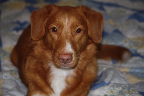 Close up front view of an orange dog with white on her chest, muzzle and tips of her paws. The dog has a liver brown nose, brown almond shaped eyes and a thick wavy coat with soft looking ears that fold down to the sides laying down on a person's bed.