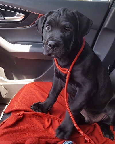 A small black large breed puppy with extra skin and wrinkles on his head, soft ears that hang down to the sides, a black nose and big paws.