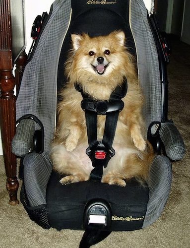 A fluffy little long haired brown dog with small perk ears strapped into a baby car seat on a living room floor looking happy.