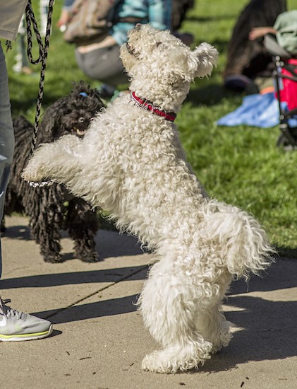 A curly coated, medium-sized white dog with a tail that curls up over her back with longer hair on it wearing a red collar while jumping up into the air with her two front paws off the ground