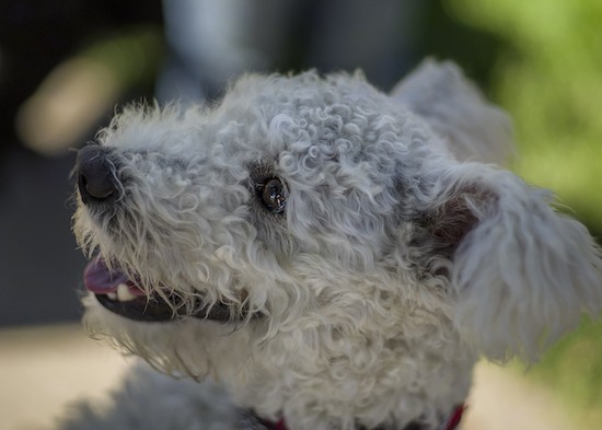 Close up head shot of a curly coated white dog with ears that stick out to the sides, a black nose and dark eyes looking to the left