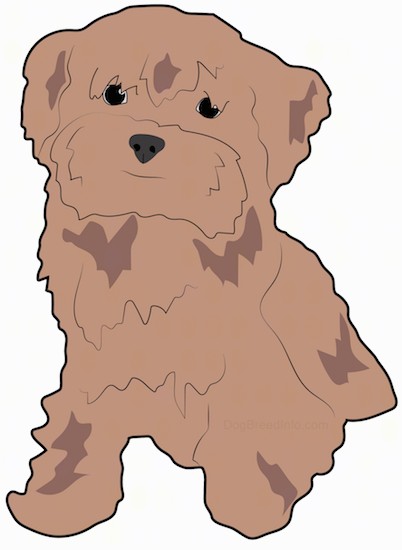 A drawing of a fluffy brown dog with hair hanging down over it's eyes, small ears that hang down to the sides, a black nose and dark eyes sitting down.