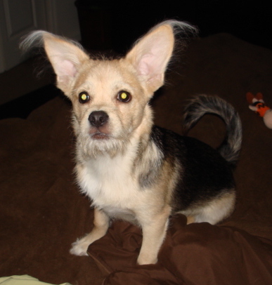 A shaggy looking tan and black saddled dog with a long tail, large perk ears, a black nose and dark round eyes with longer hair on its chin and tops of the ears sitting down on a brown blanket.