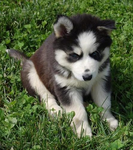A small thick coated, fluffy black and white dog with small triangular ears, blue eyes, a black nose, white on his undersides with black on his back and top of his head outside sitting down in grass.