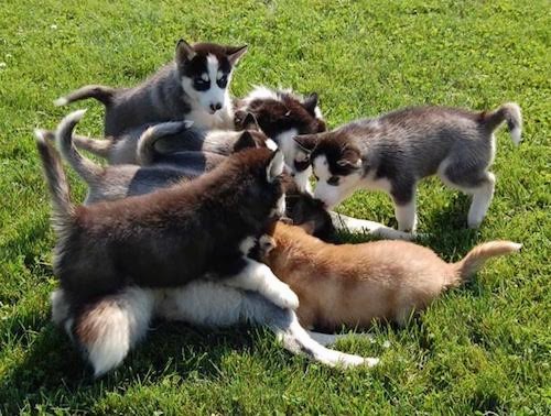 A litter of 9 artic dog puppies outside playing in grass piled on top of one another. Eight of the pups are black, gray and white and one is orange and white.