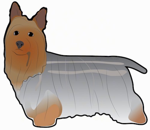 A drawing of a toy sized dog with large perk ears, a very long gray and brown coat, a short tail that is being held down low, dark eyes and a black nose standing sideways.