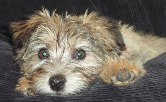 A soft looking, tan with black tips puppy with a long looking coat, a black nose, wide round brown eyes and small ears that fold down to the sides laying down on a black couch.