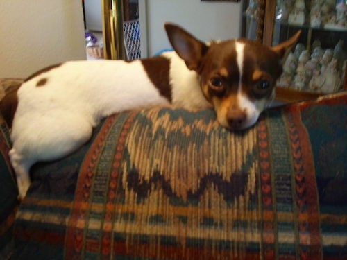 A small tricolor white, brown and tan dog with a brown nose and large perk ears with dark almond shaped eyes laying on the back of a couch inside of a house.