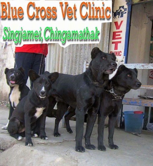 A man in a red shirt holding the leashes of four black dogs outside of a vets office. Two of the dogs are sitting down and have white on their chests and muzzle and two are standing up and are solid black with cropped ears. The dogs have brown eyes. The words Blue Cross Vet Clinic Singjamei, Chingamathak are overlayed.