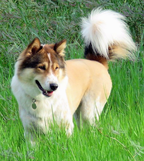 Front side view of a thick coated, soft looking tan with white, black and brown dog with small perk ears, a black nose, brown almond shaped eyes and a tail that curls up over his back with longer thick hair on it standing outside in tall grass looking relaxed and happy.