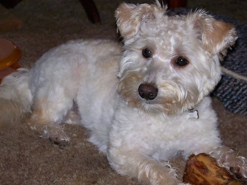 A wavy coated tan dog with small ears that fold over to the front at the tips, a black nose, dark almond shaped eyes and longer hair on her feet, ears and muzzle laying down on carpet with a bone between her front paws.