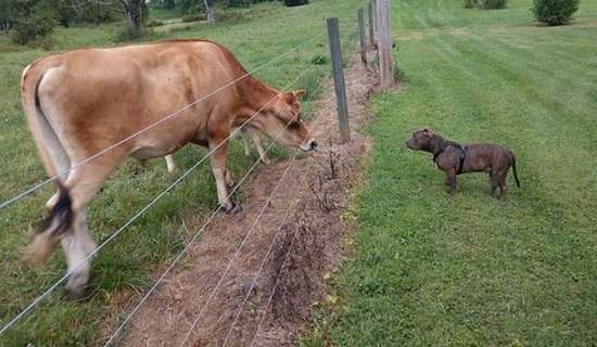 A large brown cow looking at a browm brindle dog through a fence.