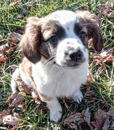 A soft looking little white, black and brown puppy with ears that hang to the sides sitting down in green grass surrounded by brown leaves