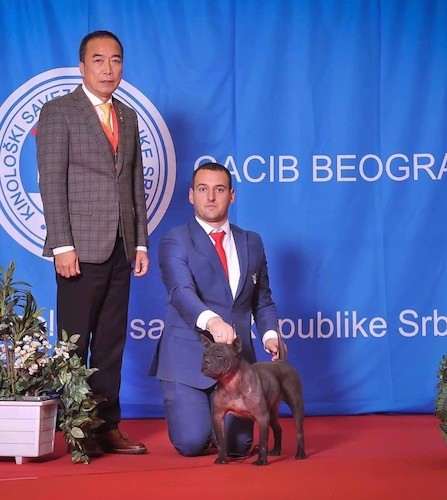 Two men, one standing and one kneeling next to a medium-sized, thick bodied, muscular dog in front of a blue back drop on a red floor at a dog show