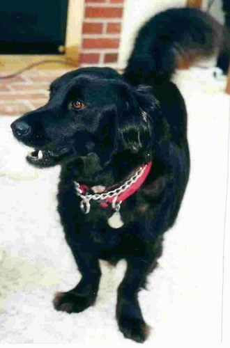 A large breed low to the ground, dog with a thick black coat and long tail with very short legs in ratio to her body standing inside a house in front of a brick fireplace