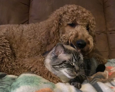 A curly, wavy coated brown dog with thick hair with her head over top of a gray tiger cat on a couch