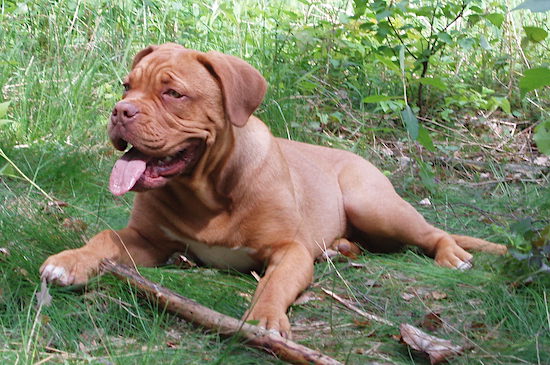 A red colored large breed mastiff dog with a big wrinkly head laying down in the grass with his paw over a stick