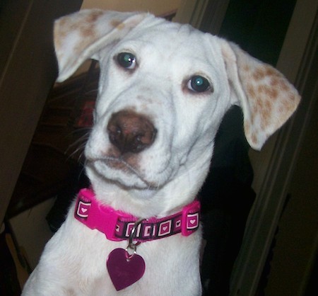 Close up head shot of a white, short-coated dog with tan spots on her fold over ears, wearing a hot pink collar with a heart-shaped ID tag hanging from it