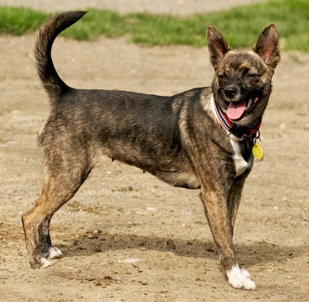Side view of a brown brindle dog with white on her chest, neck and paws with her pink tongue showing as she stands in dirt at a dog park