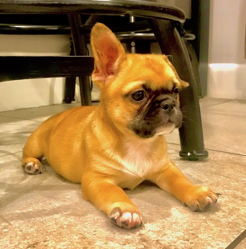 A thick bodied, reddish-brown puppy with a black snout and nose with white on his chest laying down on a kitchen floor with one ear up and one ear folded over