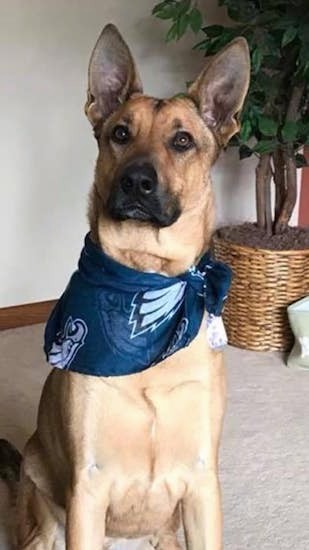 Front view of a large breed shepherd dog wearing a Philadelphia Eagles football bandanna sitting down on a tan run inside of a house with a house plant behind him
