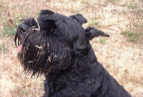 A wavy-coated black dog with longer hair on his head covered in straw outside