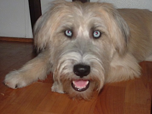 Front view of a long haired tan dog with black hairs coming from her ears, a big black nose and ice blue eyes laying down on a hardwood floor looking happy with her pink tongue showing