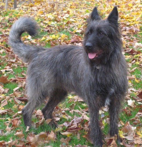Front side view of a dark gray and black dog with large prick ears, a long feather tail, a long muzzle, black nose and dark eyes standing outside in grass with colorful leaves all around him