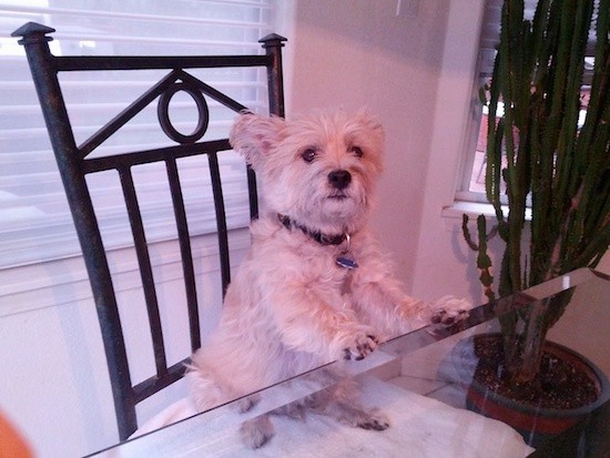A small, soft-looking tan dog sitting on a metal chair with his front paws on the glass table top with a house plant next to him