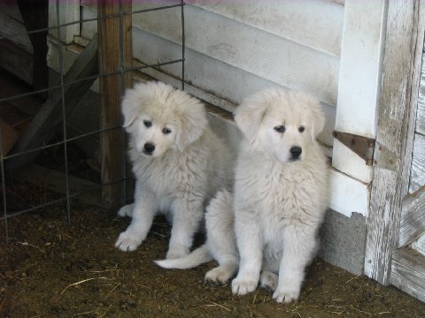 Two fluffy white puppies with black noses and dark eyes sitting against a white barn
