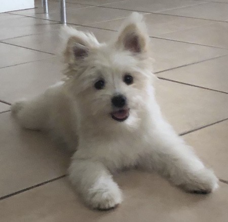 Front view of a small, fluffy, thick coated white dog with prick ears that stand up to a point, a little black nose and round dark eyes laying down on a white tiled floor
